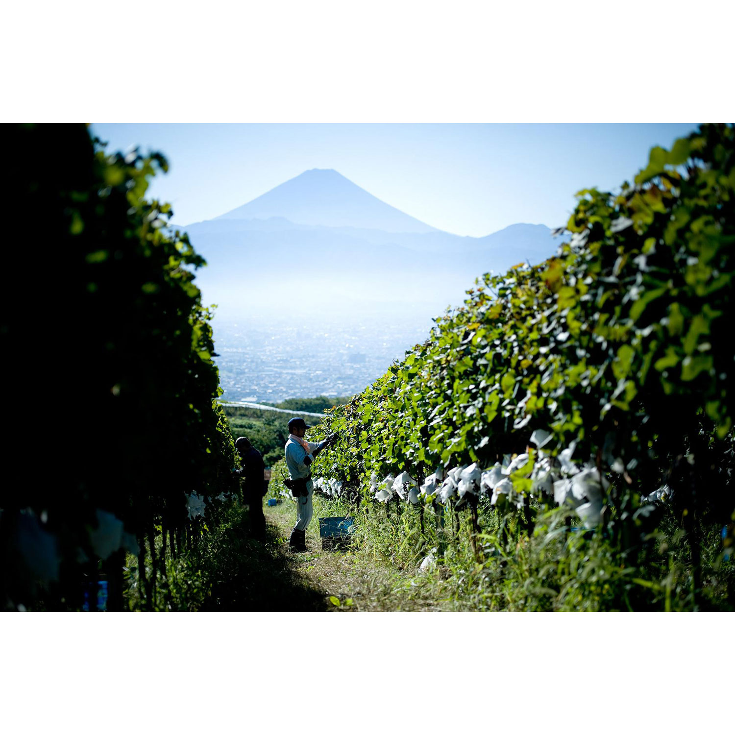 SUNTORY FROM FARM SHIOJIRI MERLOT 2020 (Gift Box) [Not eligible for discounts]