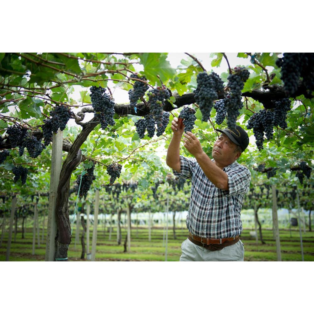 SUNTORY FROM FARM SHIOJIRI MERLOT 2020 (Gift Box) [Not eligible for discounts]