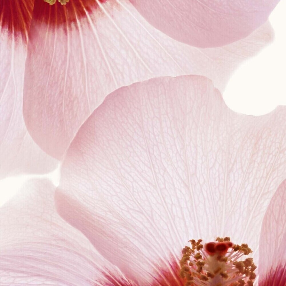 Renew-Plus Body Serum